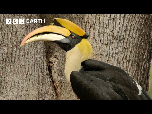 The Incredible 4-Month Lockdown For Hornbill Mothers | Hidden India | BBC Earth