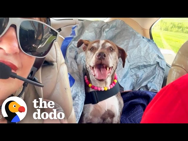 Dog With Cancer Checks Off Every Adventure On His Bucket List  | The Dodo