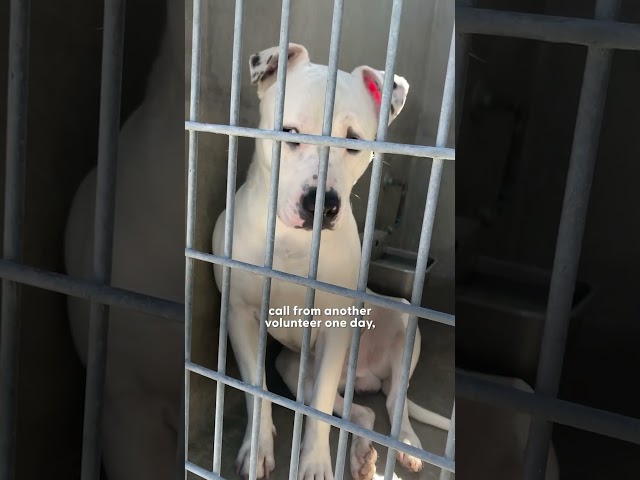 Deaf Pittie Couldn’t Stop ‘Flying’ After Getting Adopted Just In Time | The Dodo