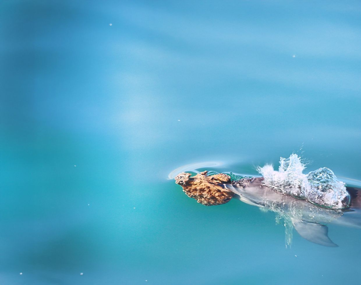 Some Australian dolphins hunt with a sponge on their beak, like a clown nose