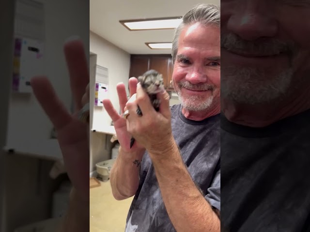 Tiny Kitten Won’t Stop Snuggling His Rescuer’s Beard | The Dodo
