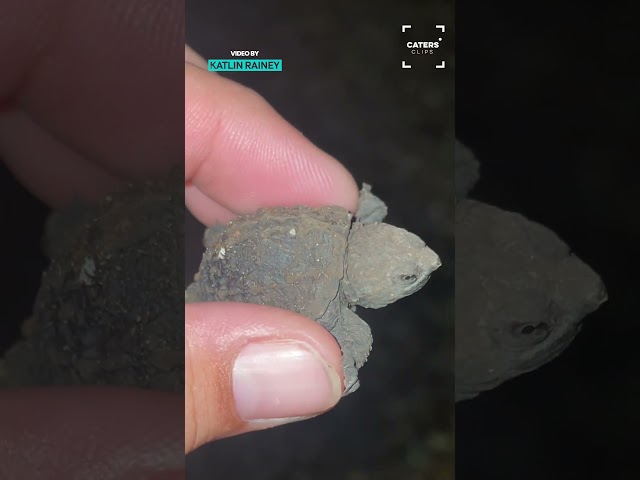 I Found A Baby Snapping Turtle