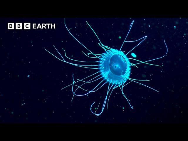 Two Hours of Breathtaking Wildlife Adventures | BBC Earth
