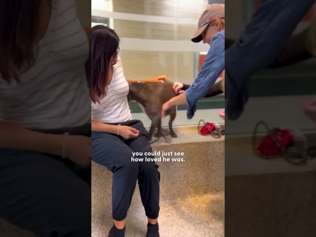 Woman Realizes She's Been Wrong About Pit Bulls Her Whole Life | The Dodo