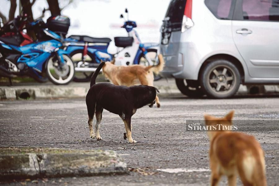 Six-year-old girl dies of rabies in Bintulu