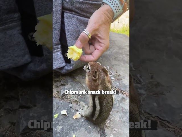 Chipmunk Shares Snack Time With Humans In Park