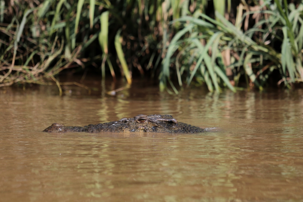 Croc attacks on the rise in Sarawak: Eight cases, 66 missing persons in 2025, says Fire Dept