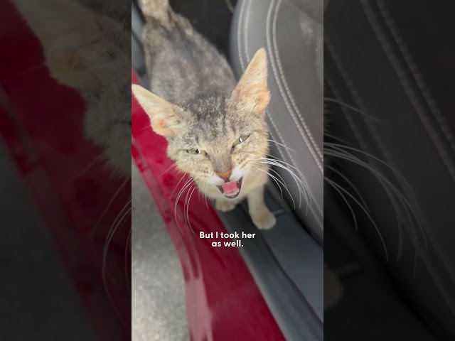 Stray Kitten Goes Home With Guy And He Meets The Love Of His Life | The Dodo