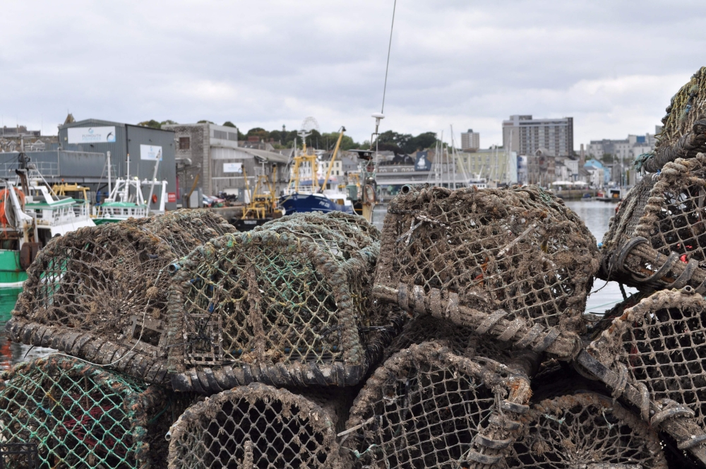UK fishermen warn livelihoods at risk as record octopus bloom devastates crab stocks