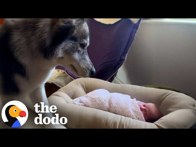Little Girl Grows Up With Two Fluffy Bodyguards | The Dodo