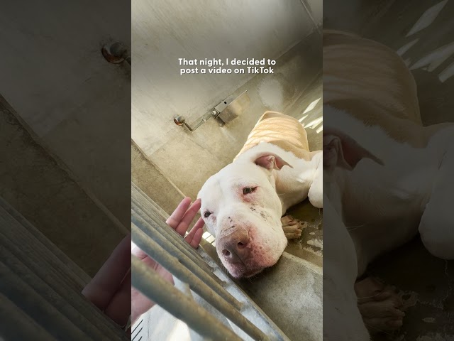 Pittie Who Kept Crying In The Shelter Is SO Happy Now | The Dodo
