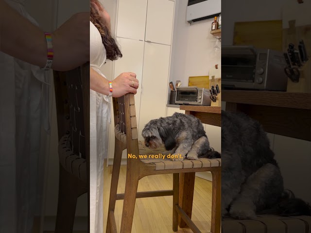 The Ideal WFH Setup For You And Your Dog | Dodo Digs