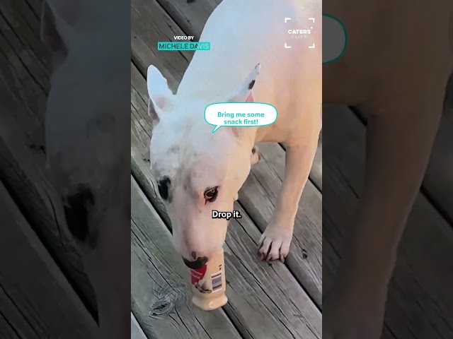 Puppy Helps With The Shopping
