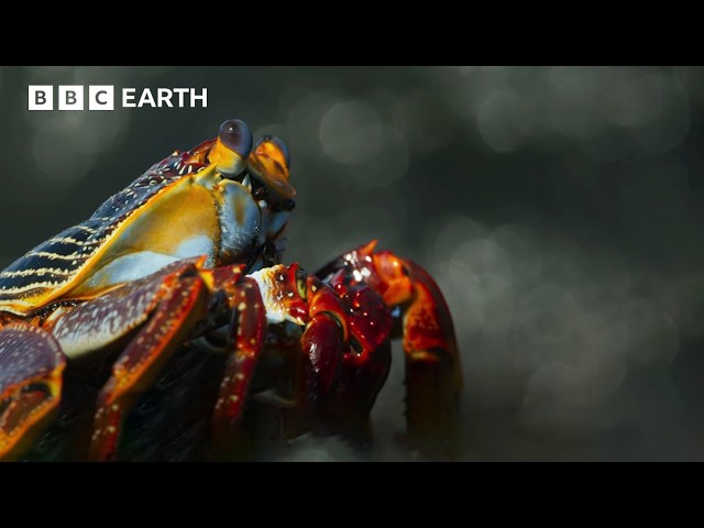 Incredible Wildlife Scenes Narrated By David Attenborough | BBC Earth