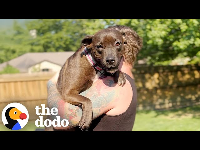 Foster Pittie Needs To Be Carried To Feel Safe | The Dodo