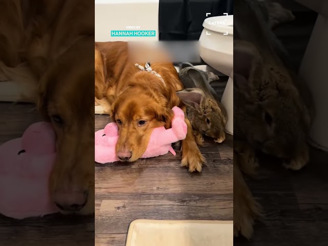 Getting Our Dog A Little Brother