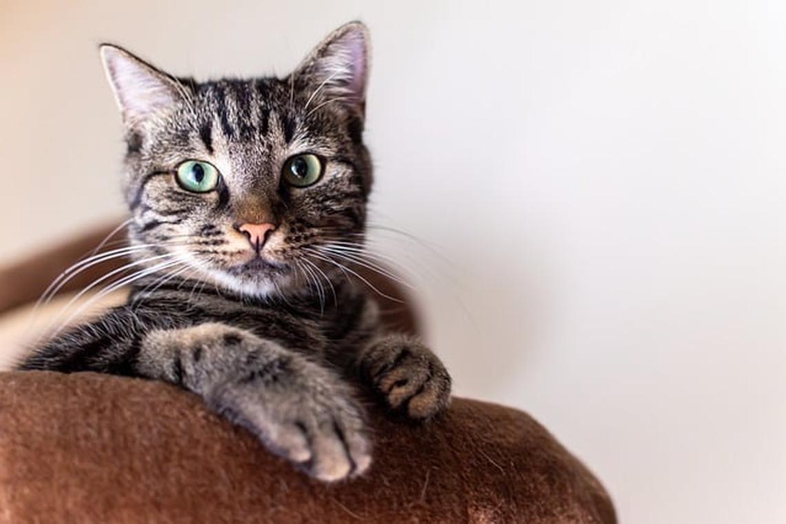 About 41,000 pet cats licensed under new rules that took effect in Sept 2024