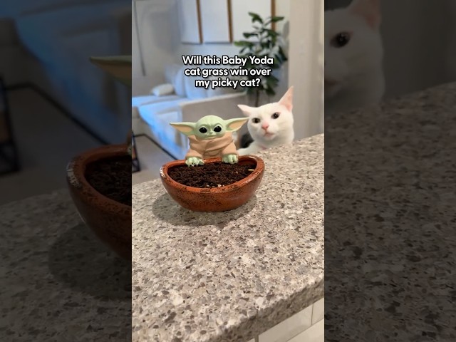 Is Cat Grass Worth Growing for Cats? | The Pack