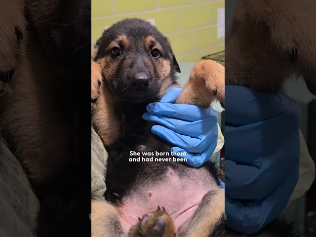 Puppy Rescued From Hoarding Case Experiences So Many Firsts | The Dodo