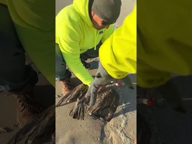 Woman Calls Fishermen to Rescue Seagull With Lodged Fishing Hook in Its Beak