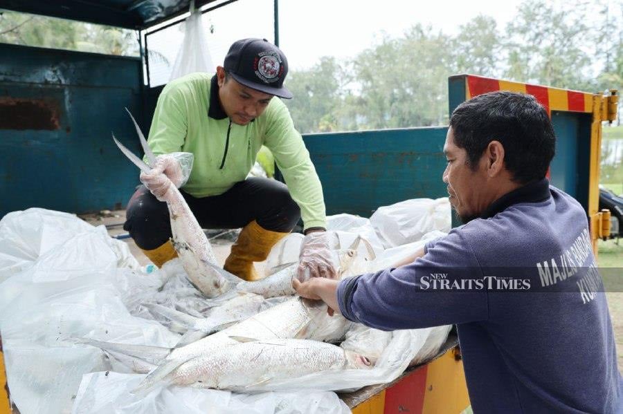 Sudden seawater influx triggered mass fish deaths - Kuantan mayor