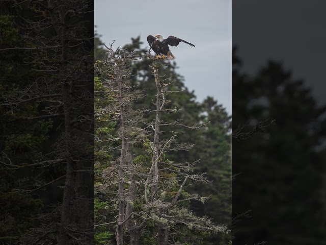 Paid content for The Maine Office of Tourism.
