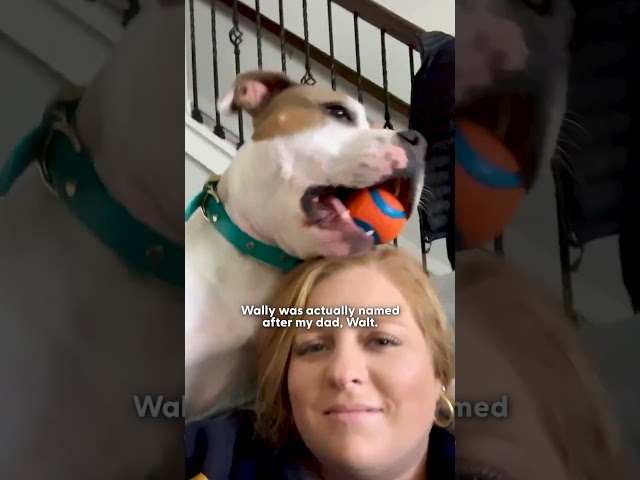 Pit Bull’s Favorite Person In The World Is His Grandmother | The Dodo