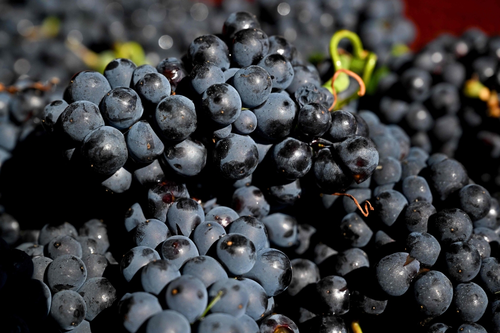 Bubble burst: French winemaker jailed for huge champagne fraud