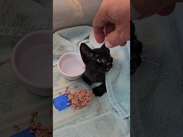Tiny Kitten On The Highway Gets Spotted By The Exact Right People | The Dodo