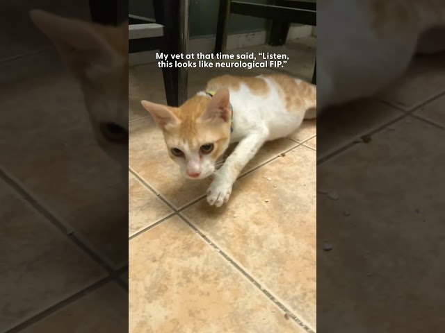 Cat Who Miraculously Cheated Death Twice Needs A Family | The Dodo