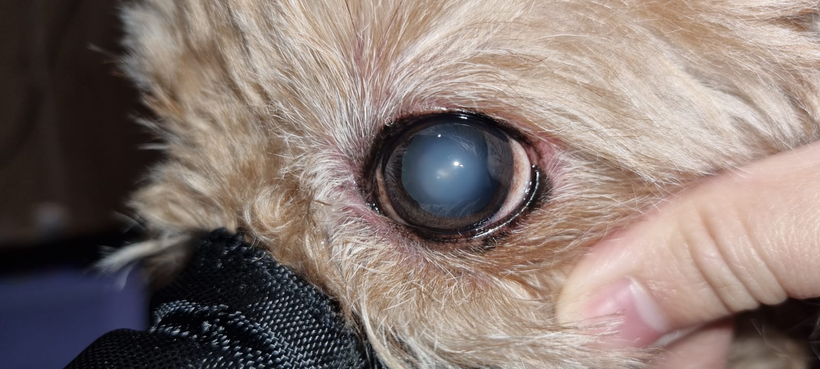 Vet Talk: Poor evidence supporting use of cataract-dissolving eye drops for dogs
