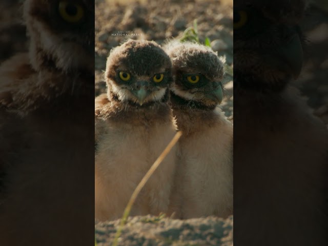 30 seconds of baby burrowing owlets 😍 #Owls #AmericasNationalParks