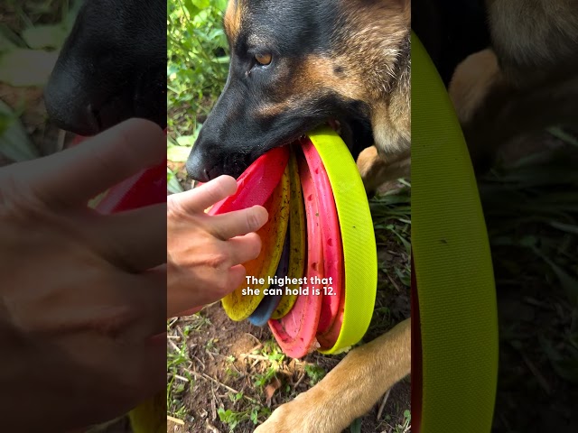 German Shepherd Carries As Many Frisbees As She Can | The Dodo