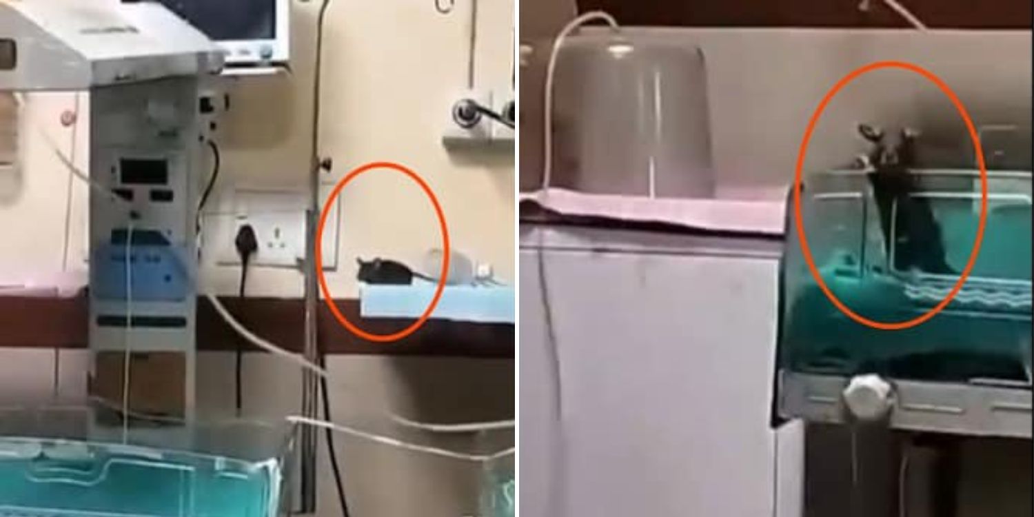 2 Newborns die after being bitten by rats at India hospital paediatric ward, nurses suspended
