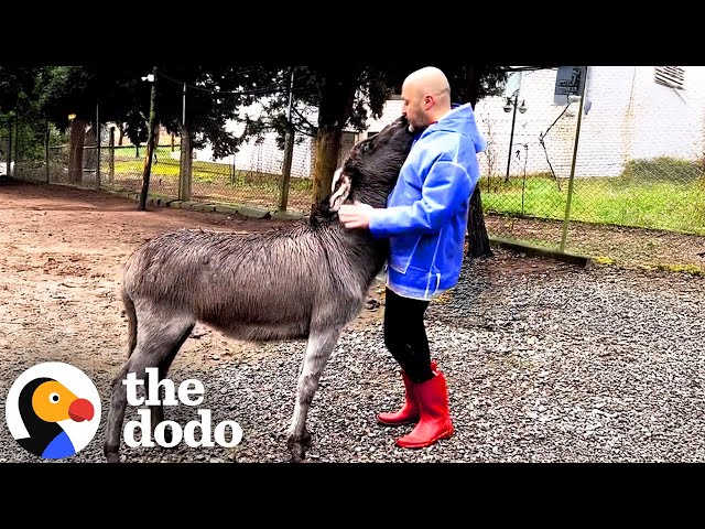 Donkey Hugs Her Dad Every Time She Sees Him | The Dodo