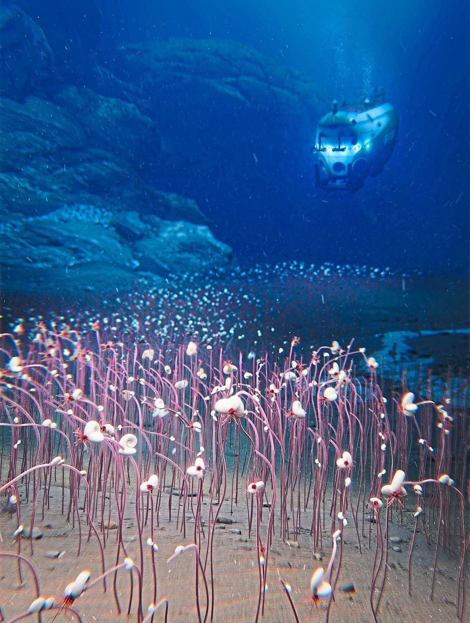 Scientists discover creatures thriving at the bottom of deep-sea ocean trenches