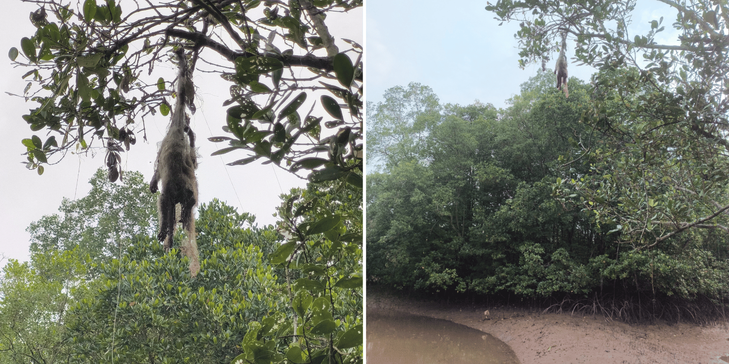 Dead monkey entangled in fishing net & suspended from tree at pulau ubin