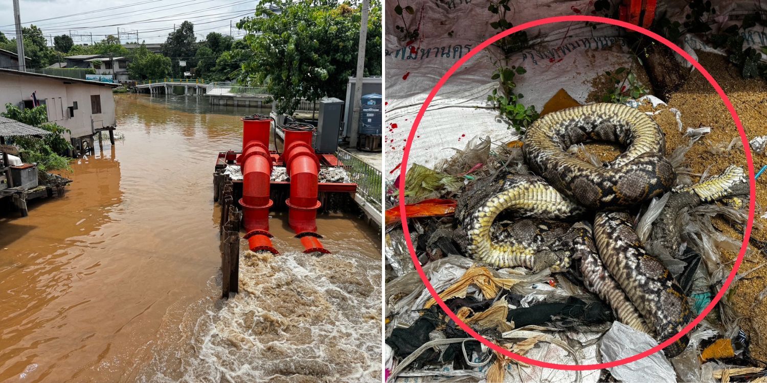 Large python found clogging water pump in Thailand following malfunction amid heavy rains