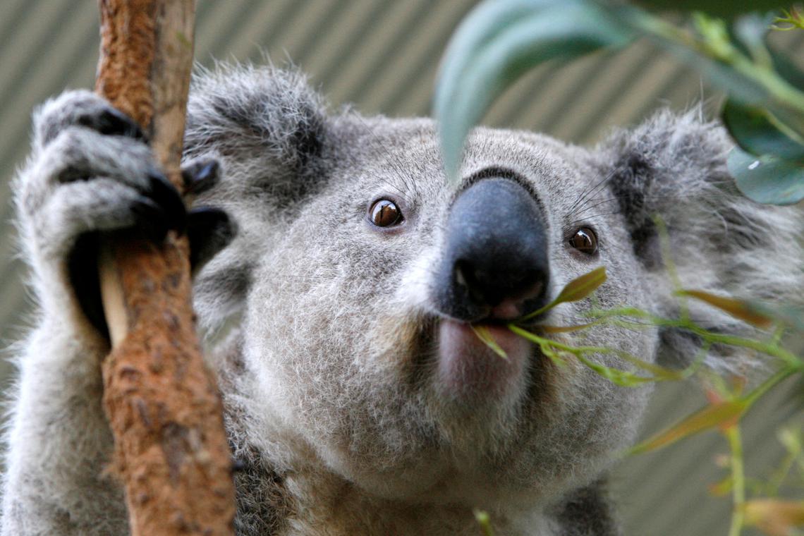 Australia approves first vaccine to save koalas from chlamydia