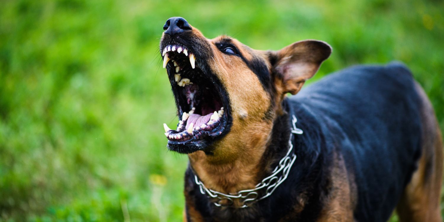 Rabies outbreak reported in bangkok, 6 districts declared epidemic zones 