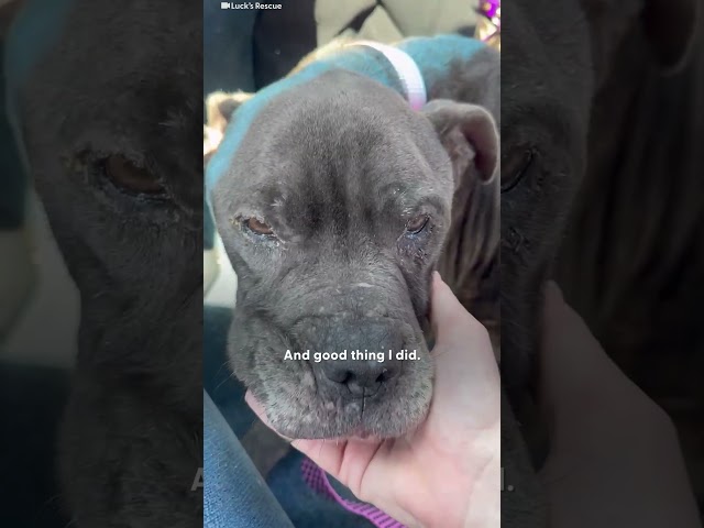 Anemic Pittie Gets Saved By A Golden Retriever | The Dodo