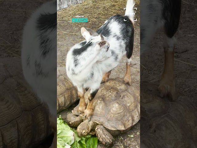 Goat Riding A Tortoise