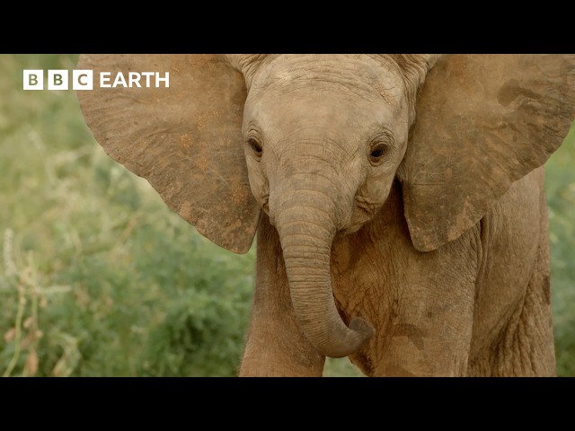Orphaned Elephants In Search Of A New Family | Nature's Great Migrations | BBC Earth