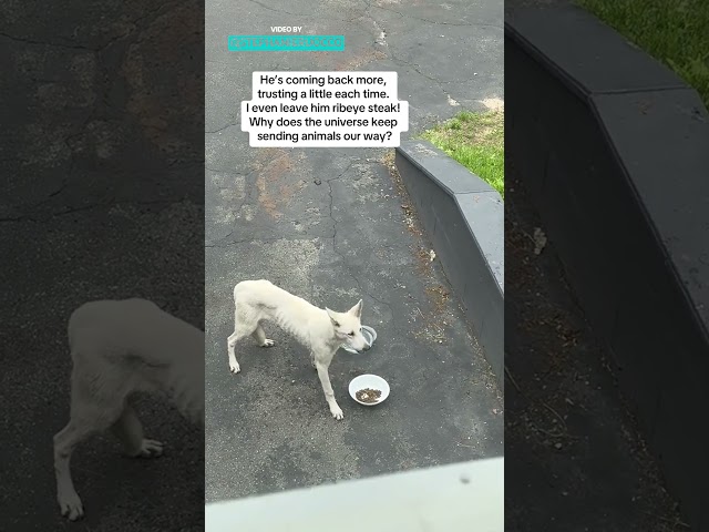 Stray White German Shepherd