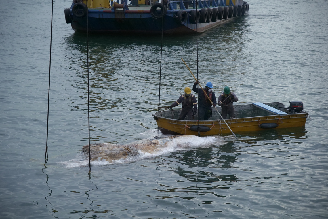 6.3m-long baleen whale carcass surfaces in Singapore off Tanjong Pagar