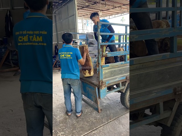 Vietnam Coconut Tree Cutting For Export Overseas