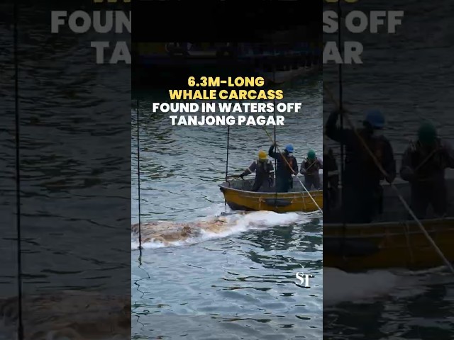 6.3m-long whale carcass found in waters off Tanjong Pagar