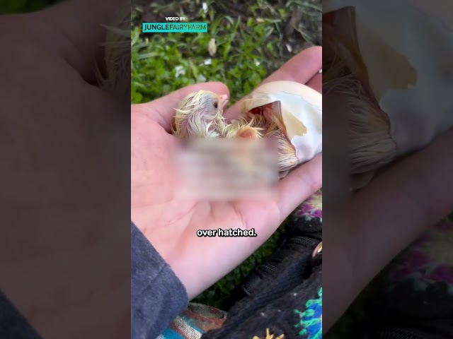 Microwaved Egg Hatches