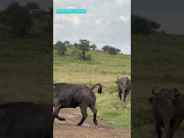Buffalo Vs Lion