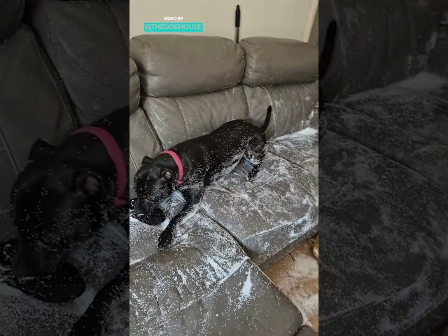 Dog Vs Neck Cushion